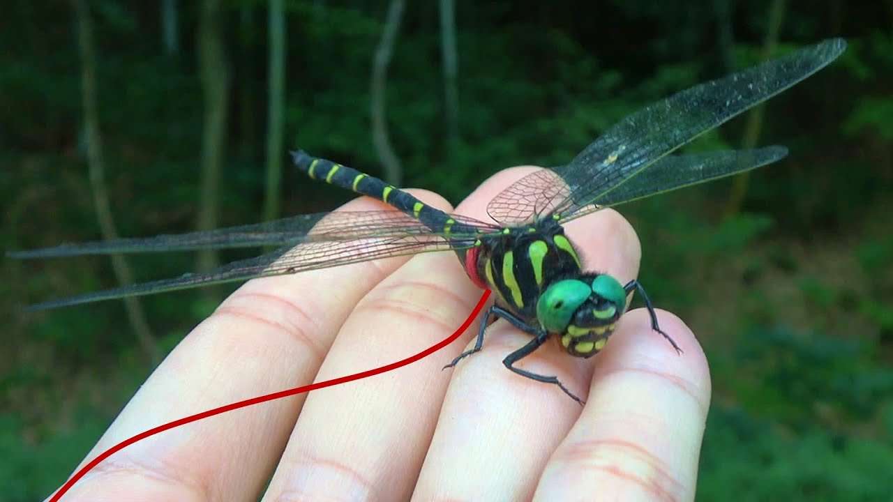 オニヤンマに紐をつけて散歩したら蚊が寄ってこないってマジ？ - YouTube