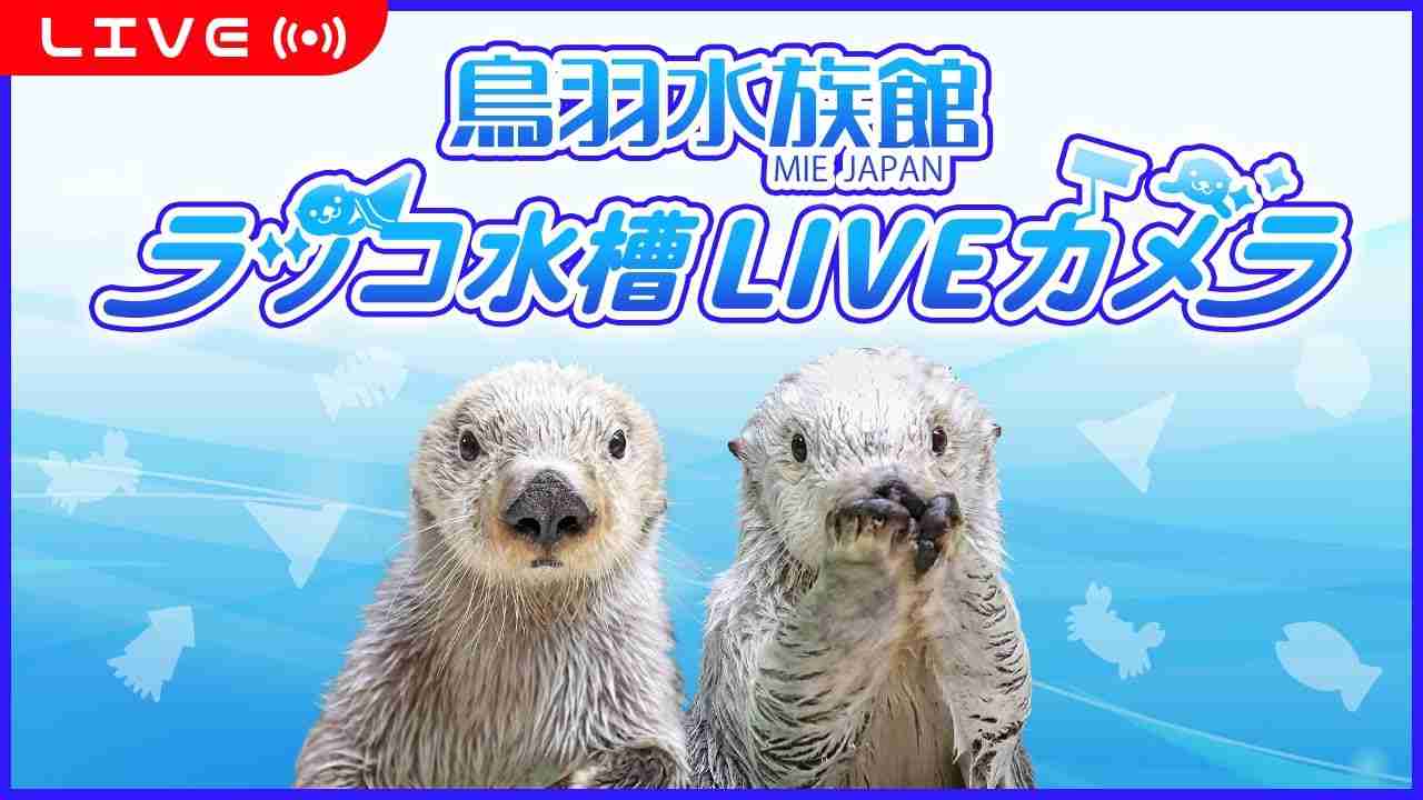 [24時間放送]鳥羽水族館　ラッコ水槽ライブカメラ - YouTube