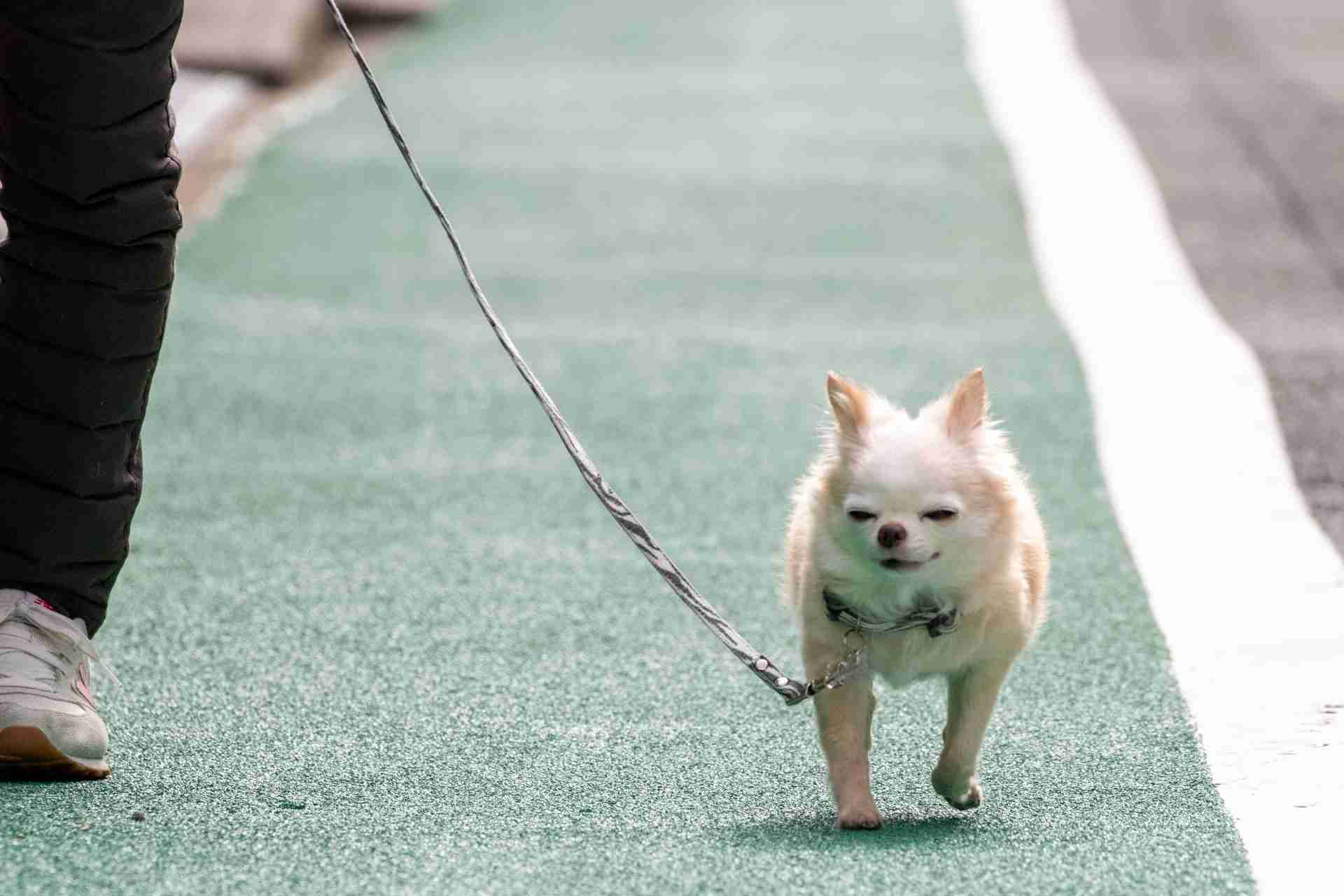 ペットの事故は散歩中がほとんど！？愛犬を交通事故から守る画期的な方法6選  |  交通事故弁護士SOS