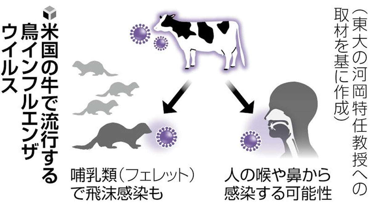 鳥インフルＨ５Ｎ１、人への感染性高まった可能性…アメリカでは牛を介し感染例も : 読売新聞