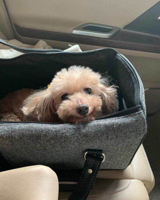 浅田真央さん　愛犬エアロが虹の橋を渡ったことを報告　「空に向かってぴょんぴょんと駆け上がり」「本当にありがとう」