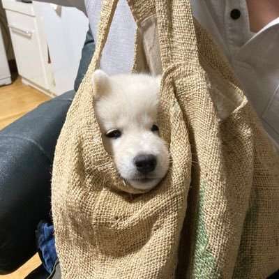 papa5525 on Twitter: 