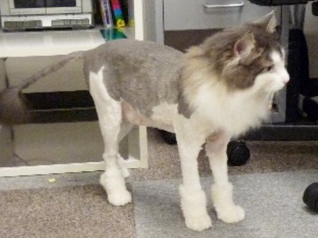 サマーカットされちゃった動物たち