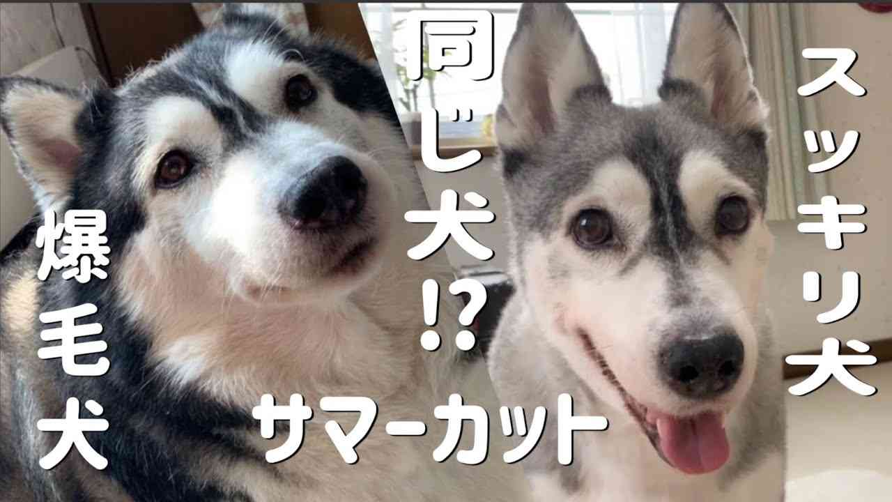 サマーカットされちゃった動物たち