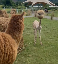 サマーカットされちゃった動物たち