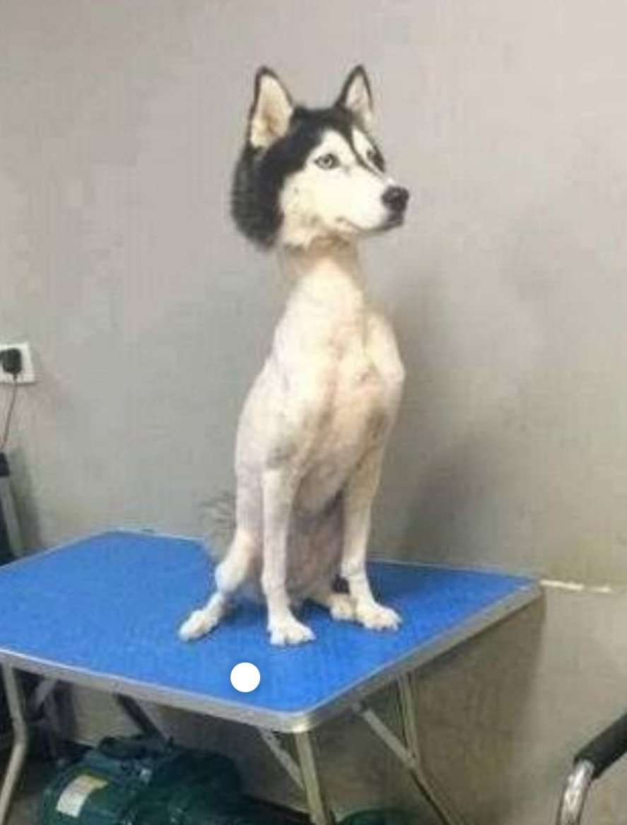 サマーカットされちゃった動物たち