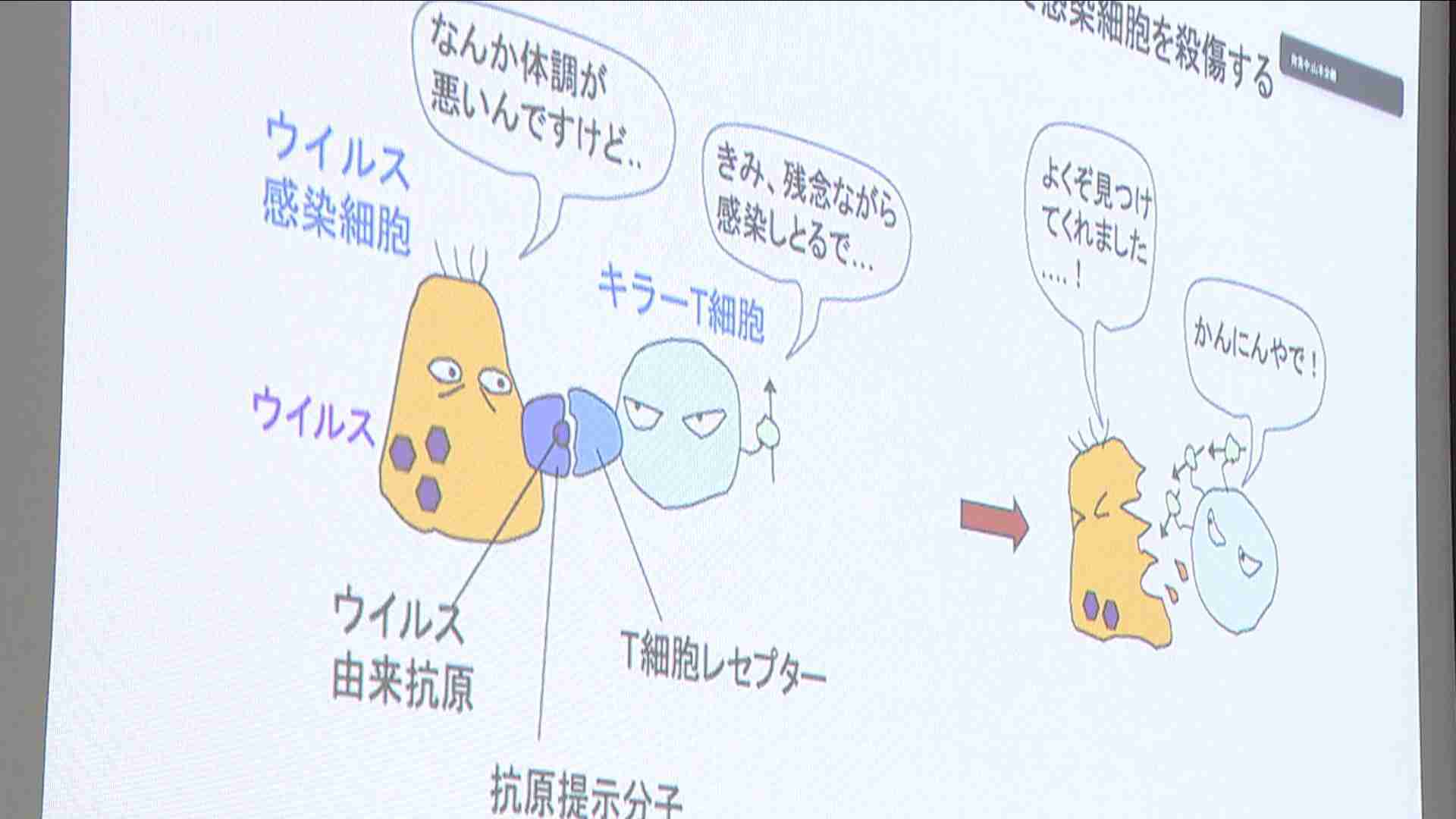 新型コロナ感染の細胞だけを攻撃する「キラーＴ細胞」作製に成功　京大などの研究チーム「人類をウイルス感染による死から救う」　ＥＳ細胞使い拒絶反応抑える