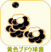 黄色ブドウ球菌