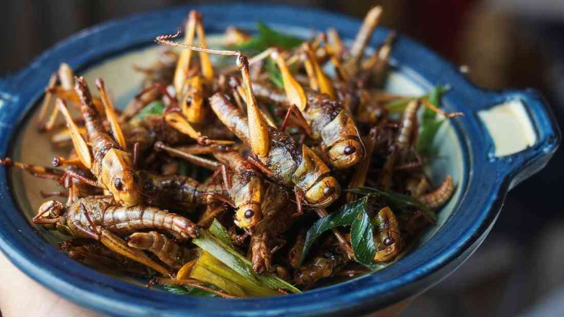 シンガポール食品庁、人間の食料用に１６種の昆虫を認可 - CNN.co.jp