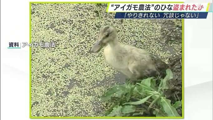 生産者「冗談じゃない」と怒り “アイガモ農法”のひな11羽盗難か　ひなを放って半日も経たない間の犯行=静岡