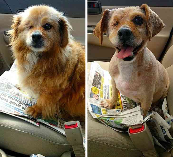 サマーカットされちゃった動物たち