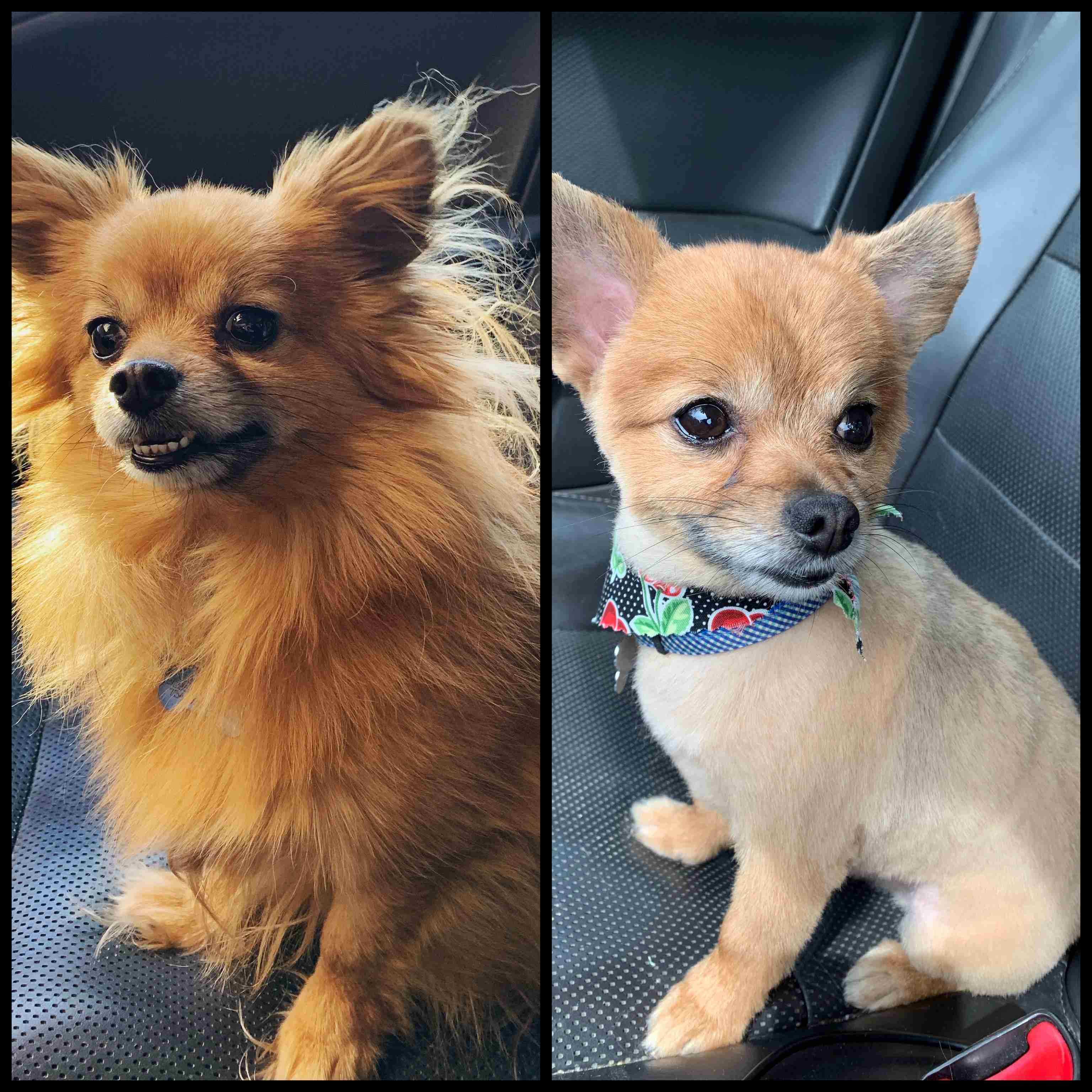 サマーカットされちゃった動物たち