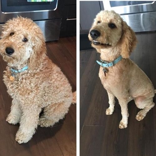 サマーカットされちゃった動物たち