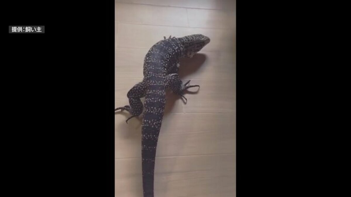 【詳報】「動きながら小屋の下に入っていくのを見た」体長1ｍ越えの大トカゲが脱走　自宅外で日光浴中に姿消す…　警察が現場周辺を捜索　黒と白のまだら模様が特徴的な「ブラックアンドホワイトテグ－」 | ATV NEWS│青森のニュース│ATV青森テレビ (1ページ)