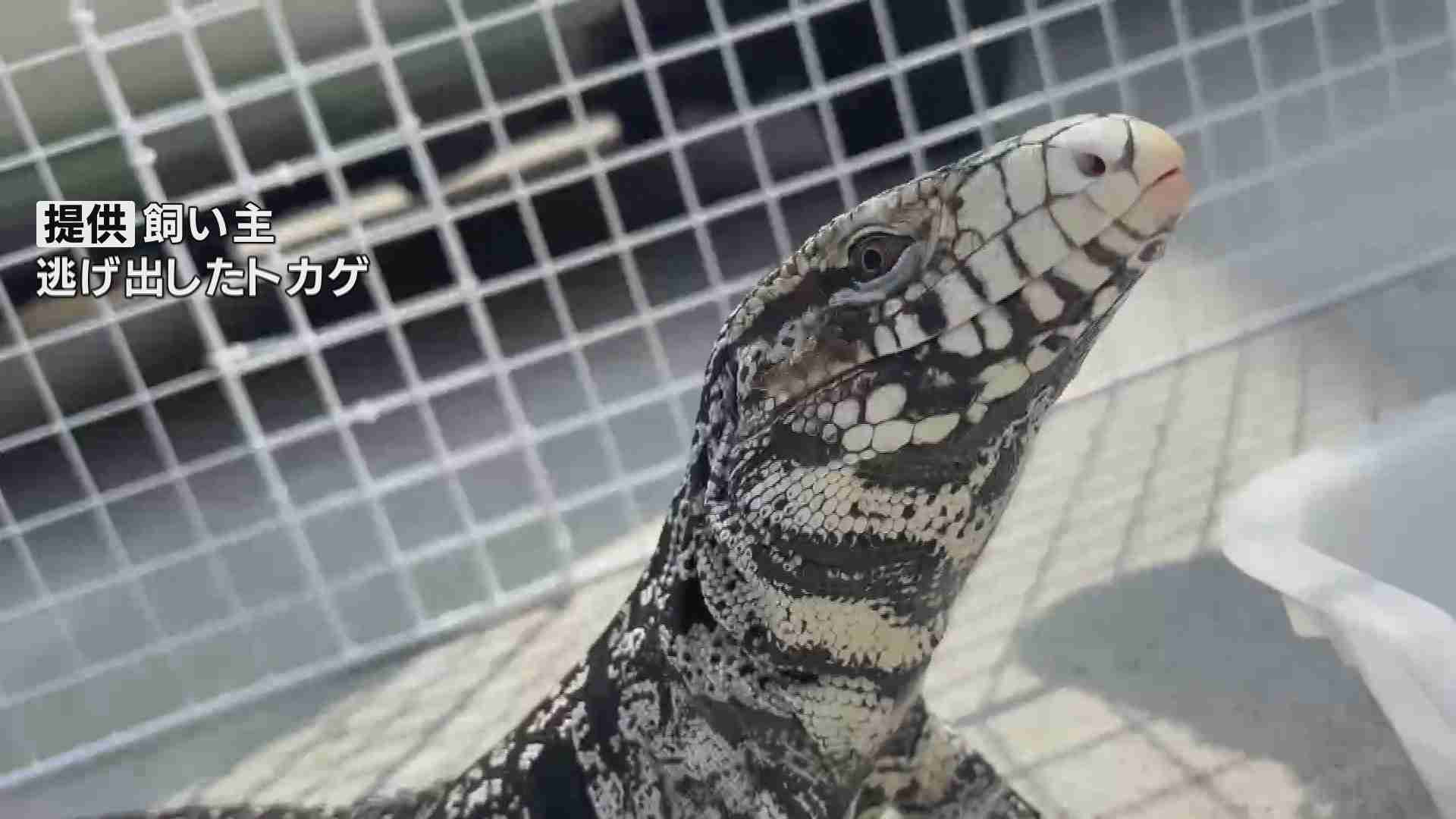 【詳報】「動きながら小屋の下に入っていくのを見た」体長1ｍ越えの大トカゲが脱走　自宅外で日光浴中に姿消す…　警察が現場周辺を捜索
