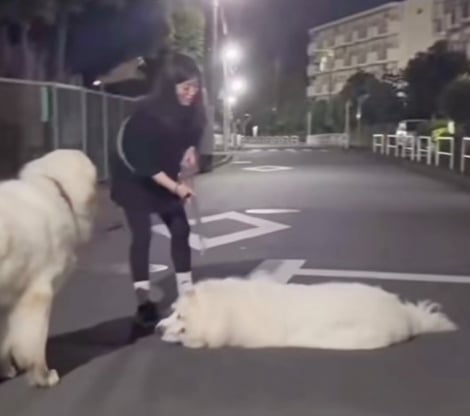 47kgの超大型犬が路上で散歩拒否、飼い主さんとの攻防戦が238万回再生 ストライキする意外な事実が判明