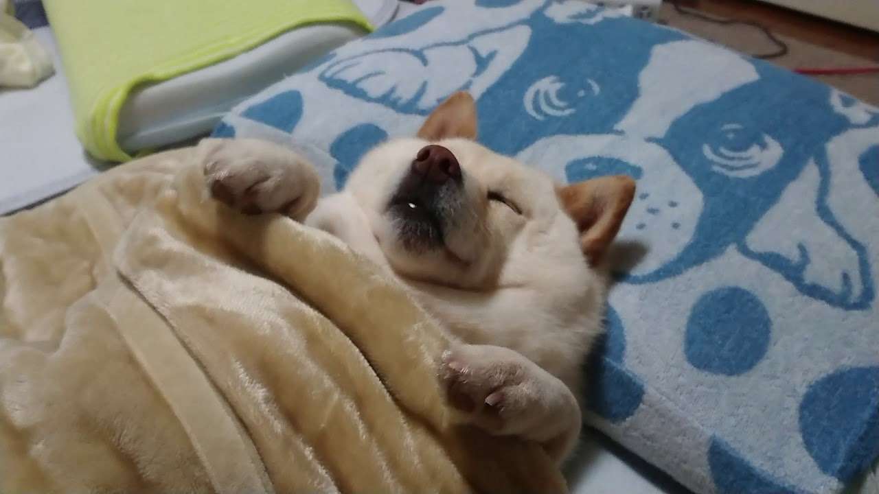 人間じゃないけど人間みたいな画像トピ