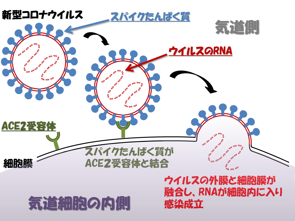 「手の消毒は逆効果」「ビニールカーテンは無意味」...日本人が知らない「新型コロナは空気感染」という事実
