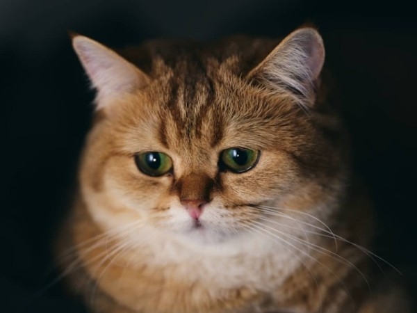 猫だって悲しい。共に暮らしていた仲間の犬や猫が死ぬと、悲しみの行動をとることが明らかに