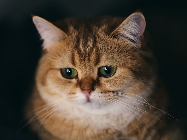 猫だって悲しい。共に暮らしていた仲間の犬や猫が死ぬと、悲しみの行動をとることが明らかに : カラパイア