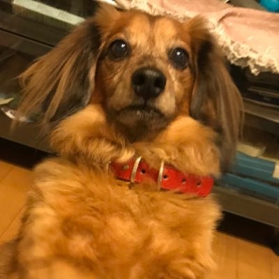 Poppin Coco on Twitter: 