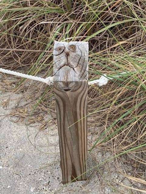 どこかに何かが隠れているような画像