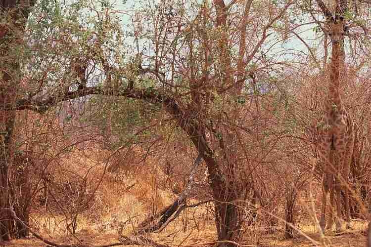 どこかに何かが隠れているような画像