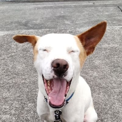 まだら犬 on Twitter: 