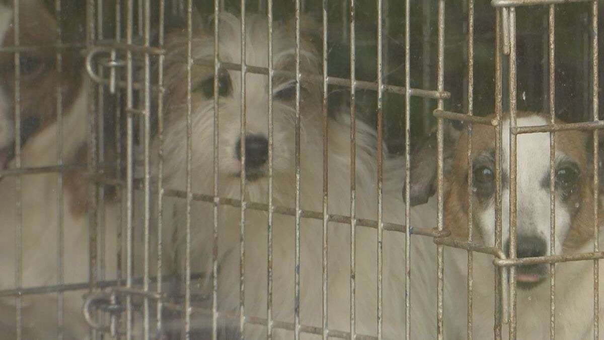 「始末するのがブリーダーの責任。だから殺した」 ポメラニアンなど小型犬3匹を生きたまま袋に入れ窒息させ殺す　81歳元ブリーダーの男を逮捕　埼玉県警　