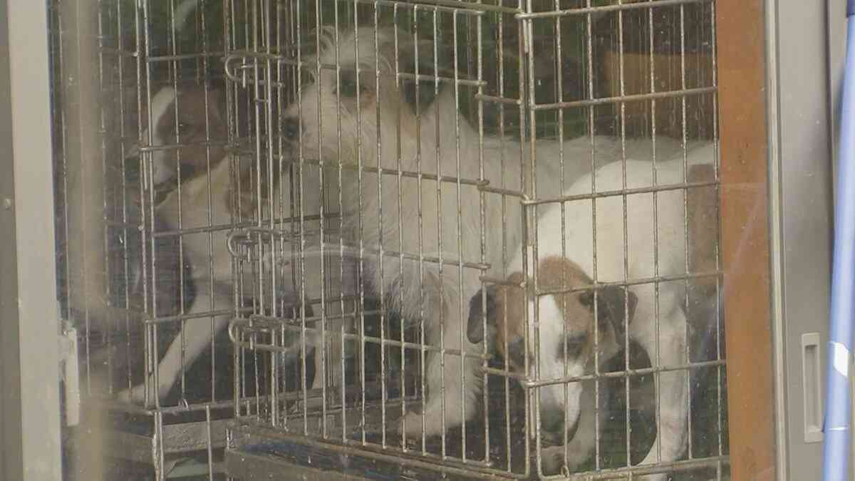 「金がかかるからエサをあげなかった」 小型犬にエサや水あげない虐待行為で衰弱させる　元ブリーダーの男性（81）とその娘（40）を書類送検　埼玉県警 | TBS NEWS DIG (1ページ)