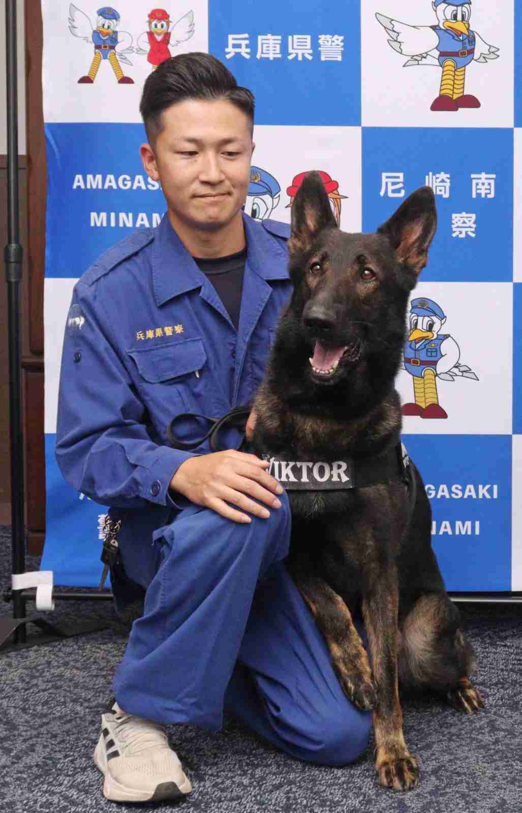 枕のにおい嗅ぎわずか16分、鼻先向けると…　警察犬ヴィクトール号、尼崎で不明者を発見