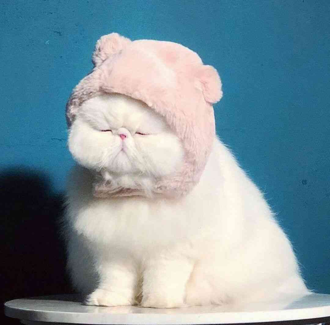 【暑いけど！】モフモフな動物さん集合！