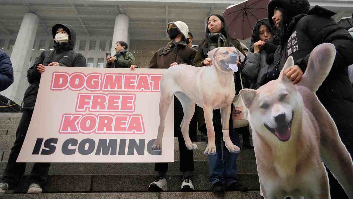 韓国がついに伝統の｢犬食禁止｣踏み切った事情 ｢伴侶動物｣という考え方が伝統も変えている | 韓国･北朝鮮 | 東洋経済オンライン