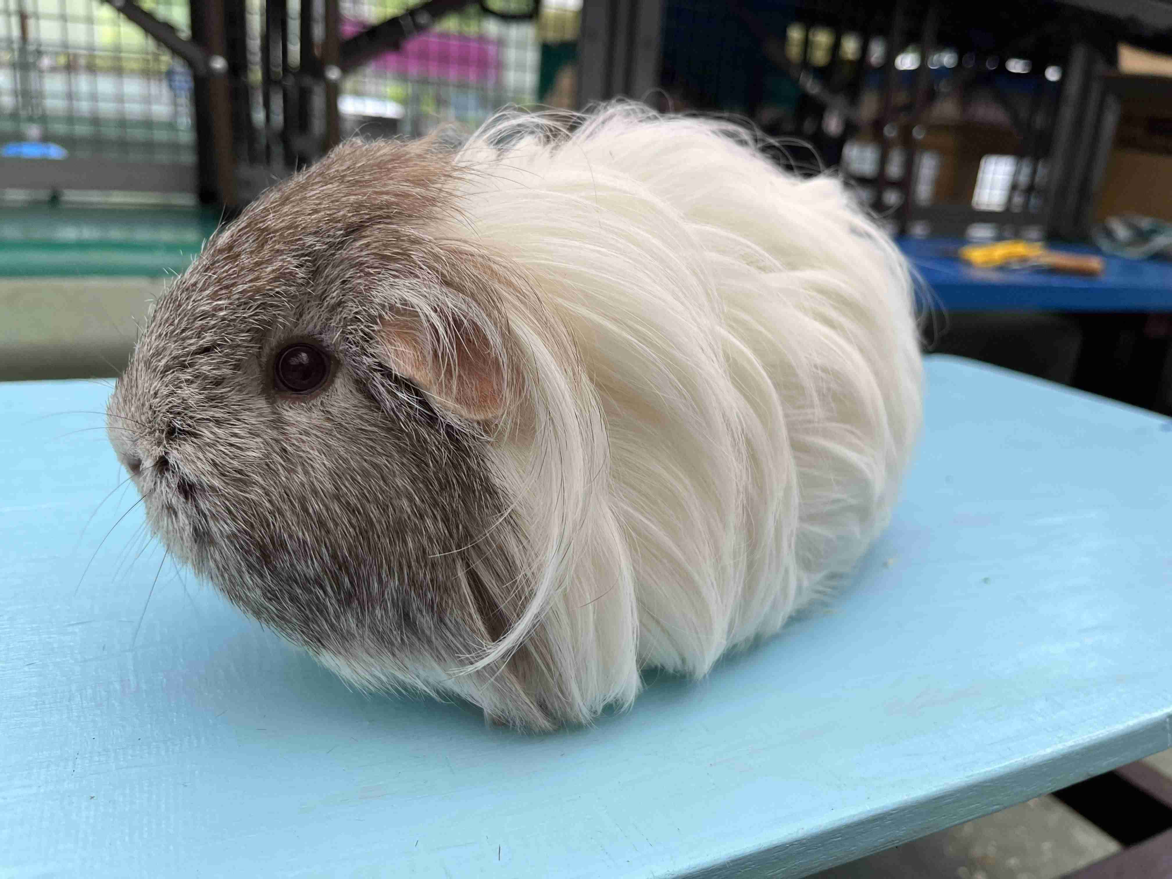 サマーカットされちゃった動物たち