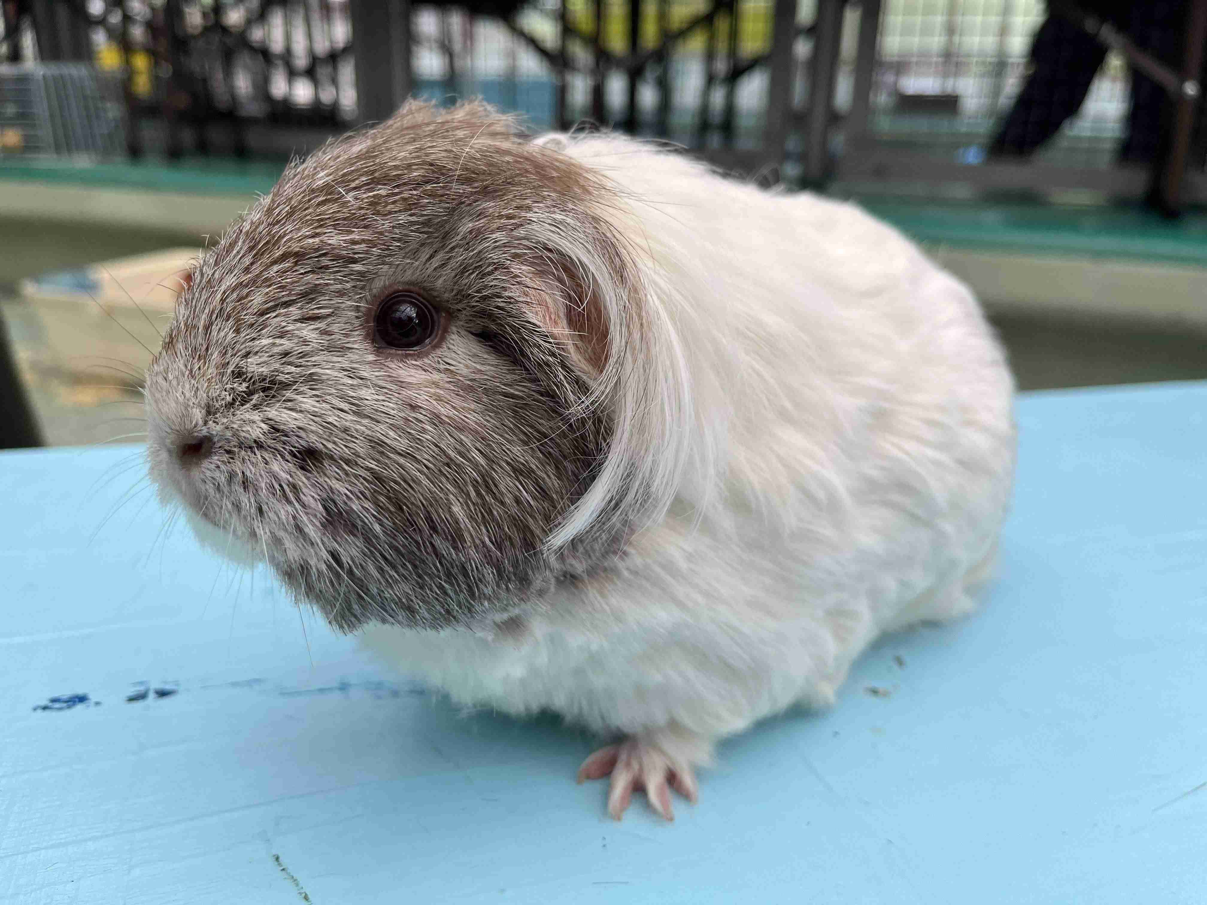 サマーカットされちゃった動物たち