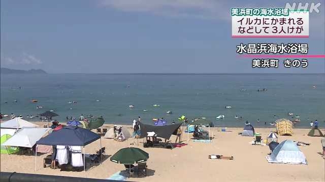 イルカによる被害３日連続 ２０代男性３人けが 美浜町｜NHK 福井県のニュース