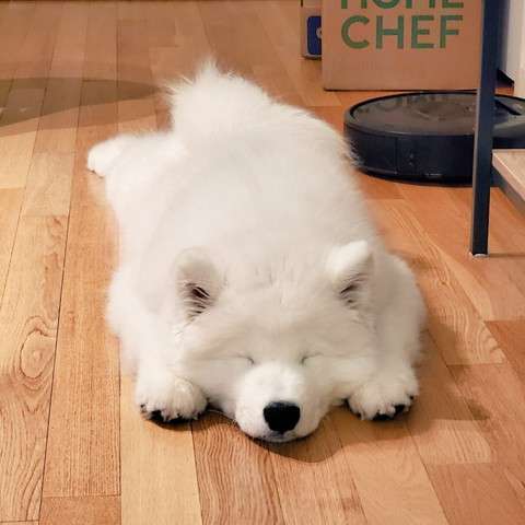 【暑いけど！】モフモフな動物さん集合！