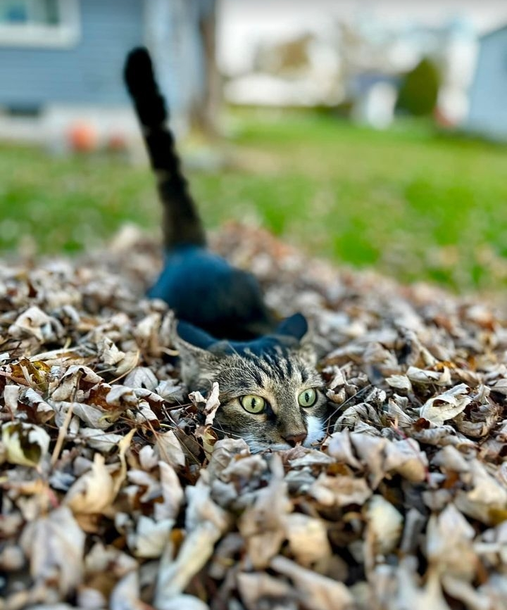 どこかに何かが隠れているような画像