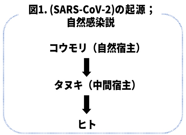 新型コロナ感染症の起源は武漢市場のタヌキか？ ｜ 新型コロナ関連情報 ｜ 公益財団法人 東京都医学総合研究所
