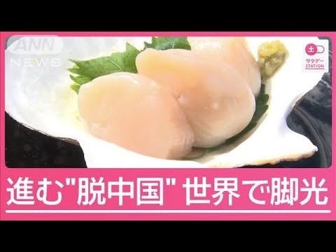 逆境はねのけ世界で脚光 日本産ホタテのいま 処理水放出から1年【サタデーステーション】(2024年8月24日)
