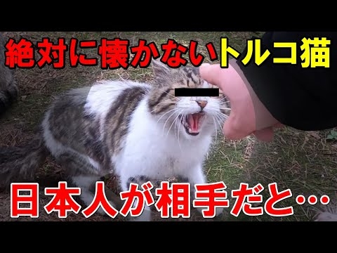 【海外の反応】中国人には絶対に近づかないトルコの猫！だが相手が日本人だと…？【THE日本】