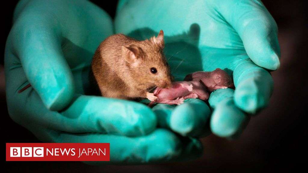 同性マウスから子供誕生　生殖の原則破る - BBCニュース