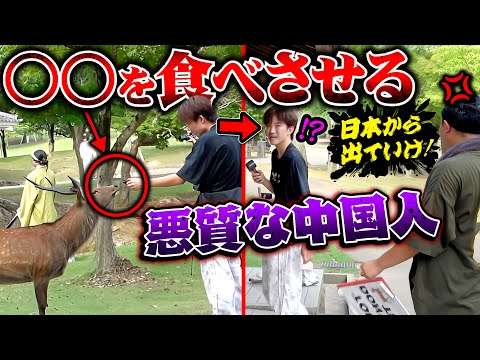 鹿に危険な物を食べさせてる中国人の観光客が居たのでブチギレた【奈良公園】