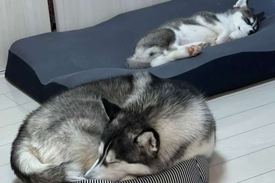 「優しいわんこ…」 ハスキー犬がキツキツのベッドで寝ていた理由 心温まる姿に大反響