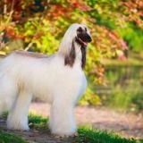 >>253日本で大人気なんて言ってません。海外では人気の犬種だからこそ、トラブルも... | ガールズちゃんねる - Girls Channel -