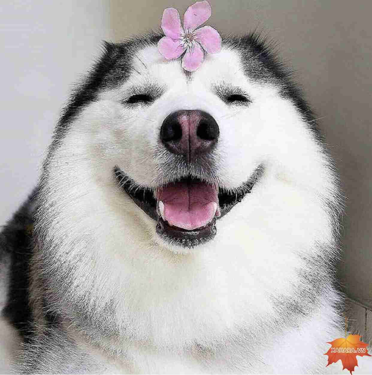 「優しいわんこ…」 ハスキー犬がキツキツのベッドで寝ていた理由 心温まる姿に大反響