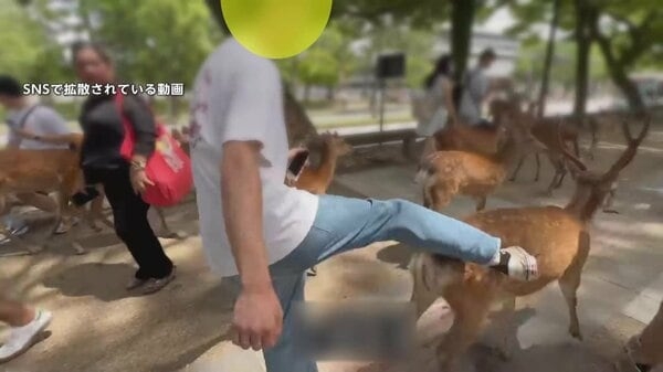 【衝撃】奈良公園の鹿に“ビンタとキック”計4回…「何しに来たのか？」観光客とみられる男にSNSでも怒りの声相次ぐ｜FNNプライムオンライン
