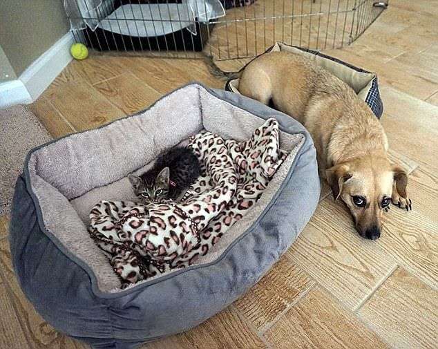 「優しいわんこ…」 ハスキー犬がキツキツのベッドで寝ていた理由 心温まる姿に大反響