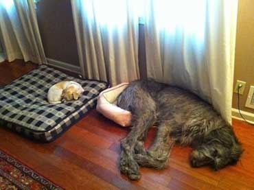 「優しいわんこ…」 ハスキー犬がキツキツのベッドで寝ていた理由 心温まる姿に大反響