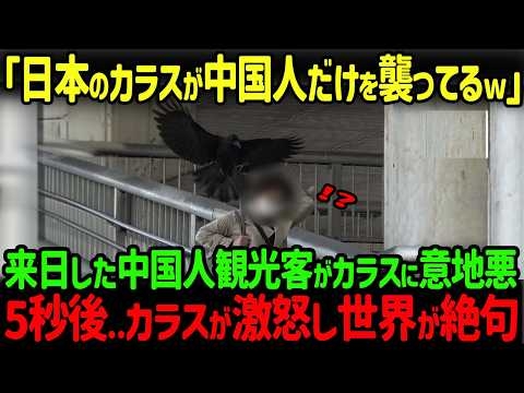 【海外の反応】「カラスが中国人だけ襲ってる？」カラスに意地悪した中国人観光客が5秒後に悲惨な結末を辿った理由